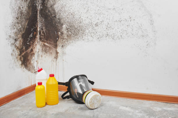 Trusted De Soto, MO Mold Remediation Experts