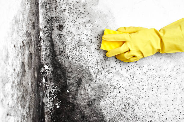 Best Crawl Space Mold Remediation in De Soto, MO