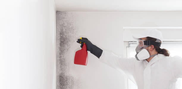 Best Residential Mold Remediation in De Soto, MO