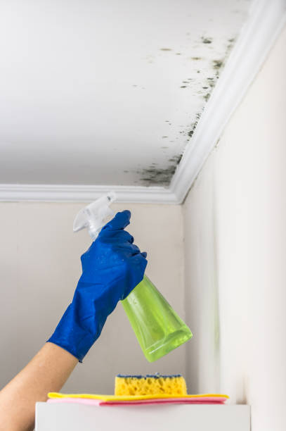 Best DIY Mold Remediation Support Services in De Soto, MO